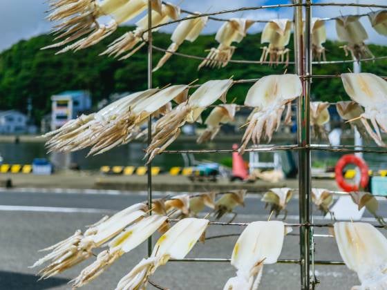【バスハイク/天神発着】 添乗員同行 唐津をたのしむ 呼子朝市クゥ~ポン付き!呼子の朝市で食べ歩きと イカ丸に乗って七ツ釜観賞クルーズ♪2